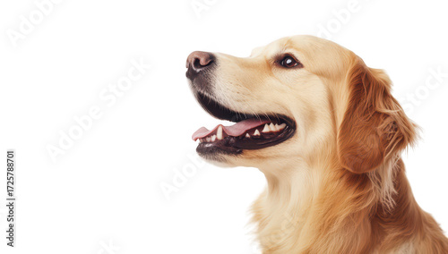 A golden retriever dog smiling brightly. captured in profile against a clean white background. its friendly demeanor and fluffy fur. ideal for pet-related content