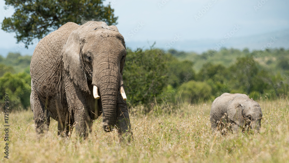 Obraz premium A mother African Elephant ((Loxodonta africana) feeding and bonding with her calf in the Kenyan savannah gransslands of Olpejeta Conservancy in Laikipia 