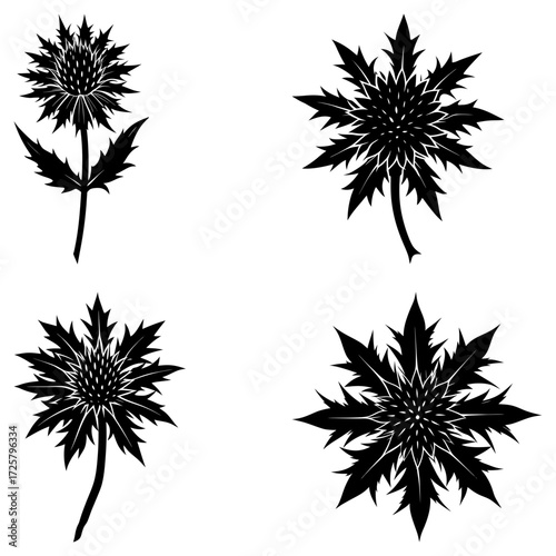 Four thistle flower illustrations in black and white with spiky leaves and detailed centers design element