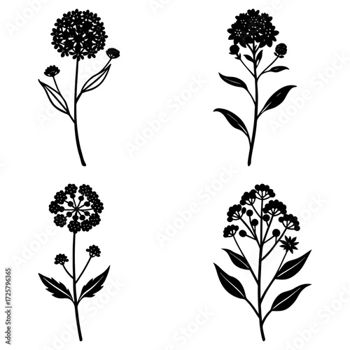 Illustration of four different types of flowering plants with detailed flower and leaf structures shown clearly
