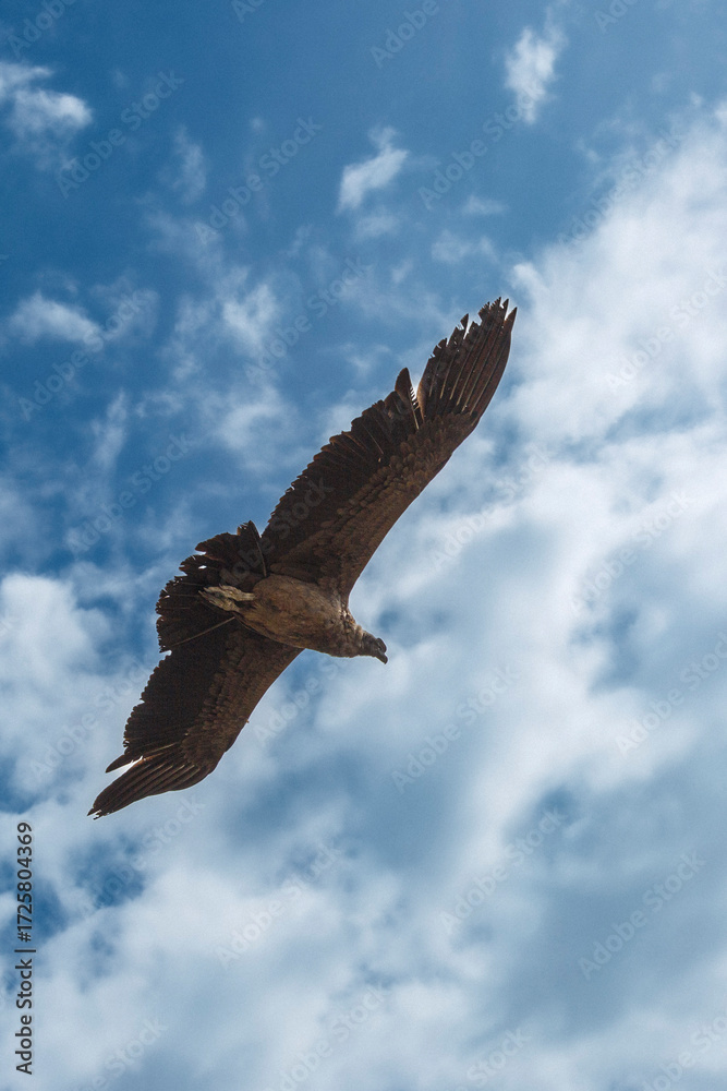 Obraz premium vulture in flight in sud america 