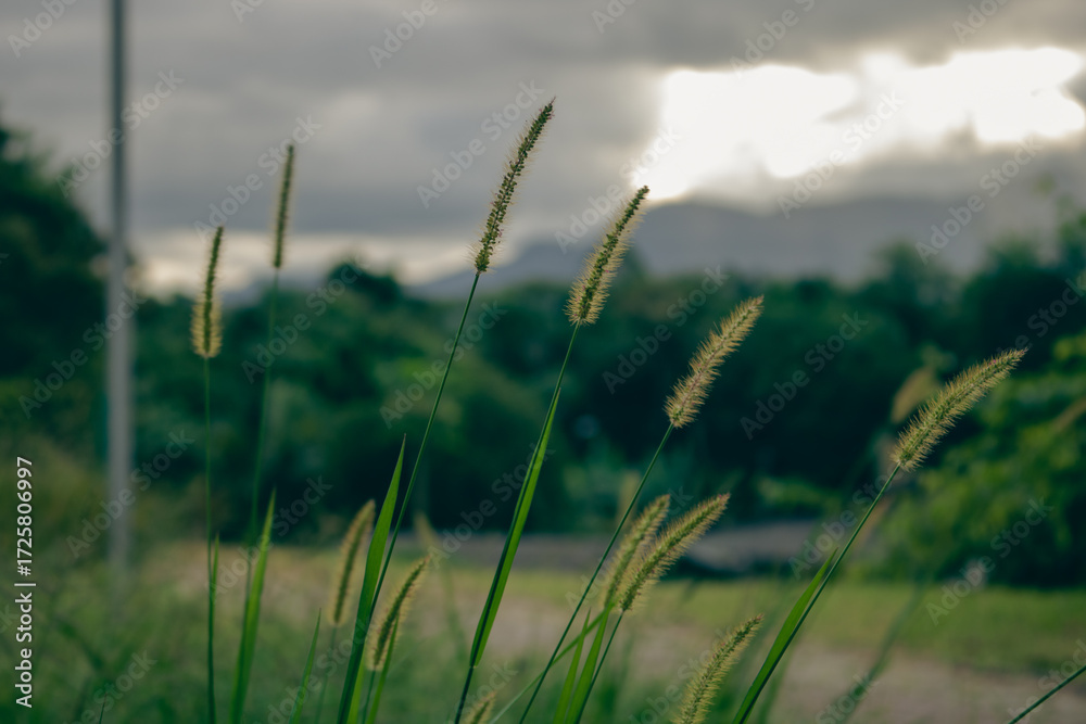Fototapeta premium wheat field in the wind