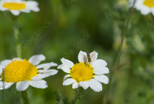 A flower wasp flies near white flowers