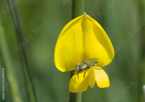 A green beetle on a yellow flower