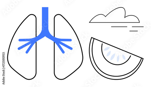 Human lungs with blue bronchial branches, curved lines suggesting air or wind, and citrus fruit slice highlight connectivity between respiration, nature, and vitamins. Ideal for health, wellness