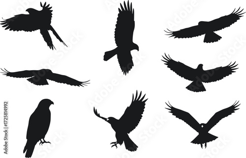 Bird silhouette vector set, flying and perched bird shapes, black animal clipart, wildlife illustration, nature design, avian graphic collection