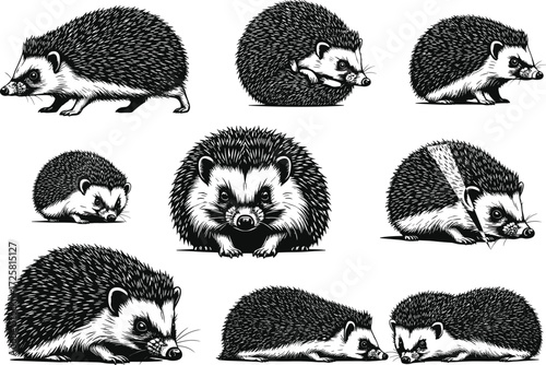 Black and white hedgehog illustrations, hand drawn animal sketch set, wildlife vector art, detailed poses, curled, walking, sleeping, sniffing behavior