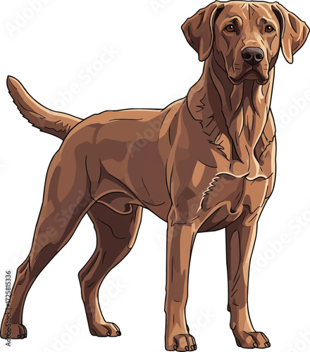 Chesapeake Bay Retriever dog standing alert facing front illustration