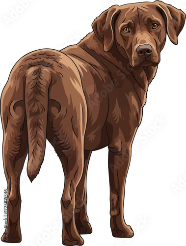 Chesapeake Bay Retriever dog standing looking back illustration