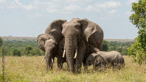 A Mother African Elephant (Loxodonta africana) with Two Calves by her side walking and  feeding in the Kenyan savannah grasslands in Olpejeta Conservancy in Laikipia 