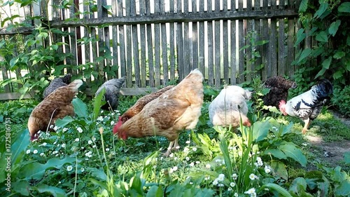 A flock of chickens foraging for food in a lush green garden near a fence