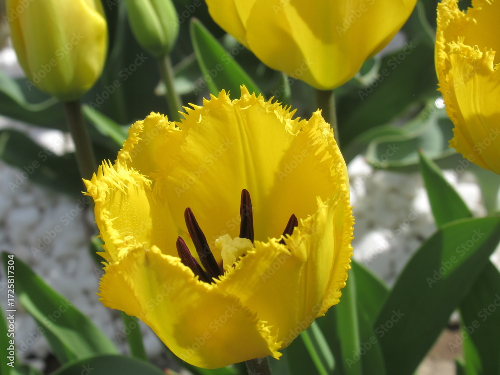 Obraz premium Zbliżenie na żółte kwiaty tulipana