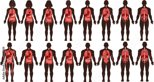 Human organ systems vector illustration showing anatomical differences across male and female silhouettes for medical, educational, and biology learning purposes.