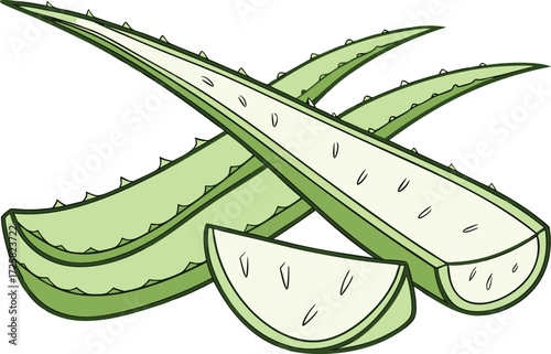 Aloe Vera Leaf Isolated Design. Whole Aloe Vera Leaf Illustration. Fresh Aloe Vera Leaf Artwork. Green Aloe Vera Leaf Drawing. Organic Aloe Vera Leaf Clipart. Natural Aloe Vera Leaf Design