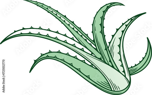 Aloe Vera Leaf Isolated Design. Fresh Aloe Vera Leaf Illustration. Whole Aloe Vera Leaf Artwork. Natural Aloe Vera Leaf Drawing. Organic Aloe Vera Leaf Clipart. Green Aloe Vera Leaf Design