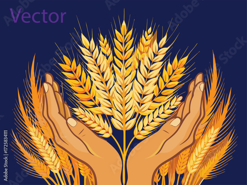 Human Hands Cupping Golden Wheat Ears. Against Dark Blue Background Vector Art agriculture, ears, food, bread, baking, organic, natural, growth illustration. 