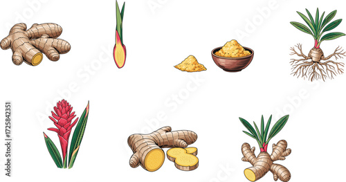 Ginger plant illustration, rhizome root, sliced ginger, powdered spice, herbal medicine, culinary ingredient, ginger flower, organic herb, natural remedy, botanical drawing