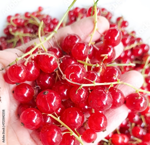  Red currant in a bowl
