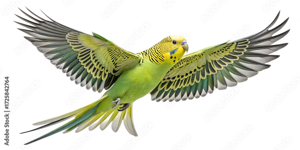 Fototapeta premium Budgie PNG – Realistic Flying Parakeet Illustration on Transparent Background