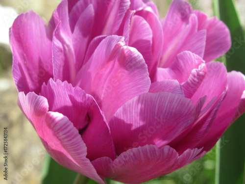 Zbliżenie na różowe kwiaty tulipanów © Kumulugma