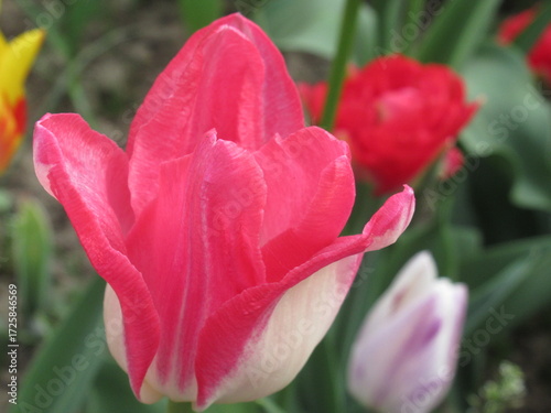 Zbliżenie na różowe kwiaty tulipanów © Kumulugma