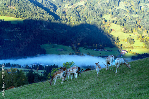 Damwild im Gebirge
