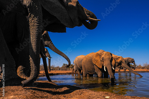 Group of African elephants drinking at waterhole in dry savanna under clear blue sky, close and wide view