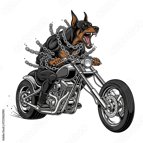 A fierce Doberman Pinscher, bound in chains, aggressively rides a powerful chopper motorcycle.