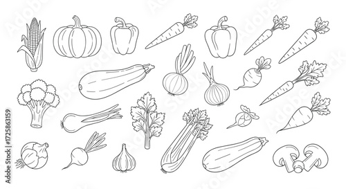 An assortment of delicious and nutritious raw vegetables arranged in a line.