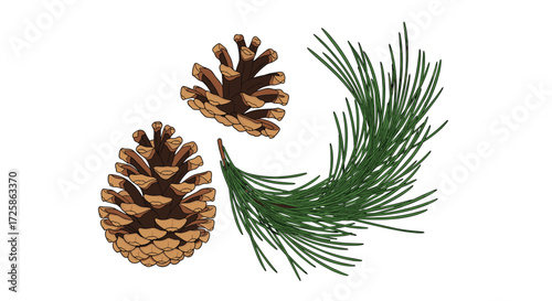 Pine cones and a pine branch are depicted together.