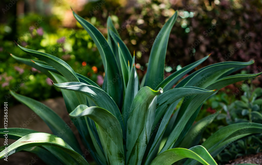 Obraz premium lush green agave plant surrounded by vibrant garden foliage, set against a soft-focus natural background of blooming flowers and trees in a tranquil outdoor environment