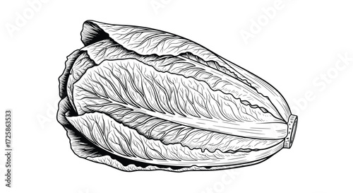 A detailed line drawing of a head of romaine lettuce.