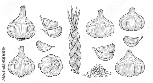 A collection of garlic bulbs cloves and chopped garlic.