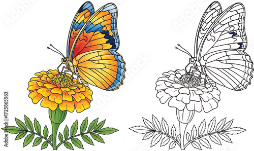 A beautiful butterfly with vibrant orange and blue wings rests on a bright yellow marigold flower, depicted in both colored and outline versions for coloring or design.