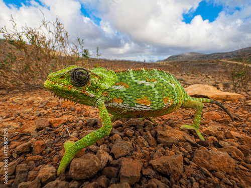 Close-up of green chameleon on dry branch, blending into surroundings with textured skin and alert eyes