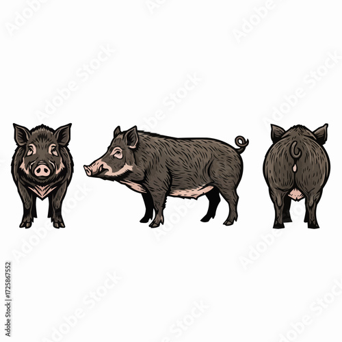Wild Hog Illustration Set Different Views Wildlife Animal Graphic