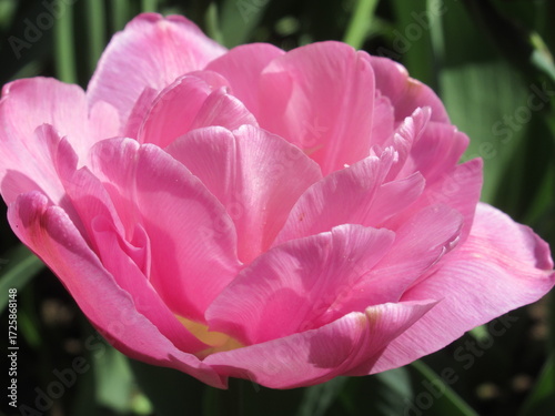 Zbliżenie na różowe kwiaty tulipanów © Kumulugma