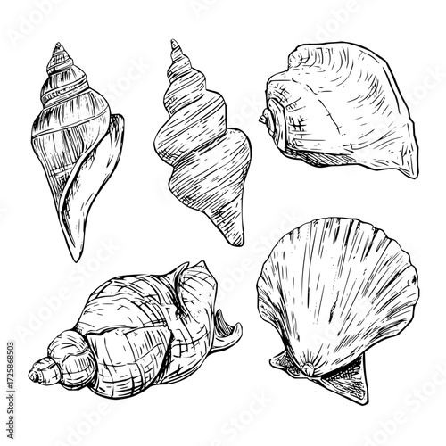 Seashells vector drawing collection of sea shells ocean shells beach shells marine life mollusk shells hand drawn 100