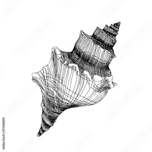 Detailed seashell illustration black and white drawing of sea shell marine life ocean nature art print 100