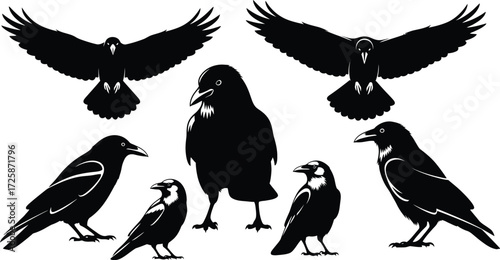 A collection of black silhouette illustrations of crows and ravens in various poses, some flying with wings spread wide, others standing on the ground.