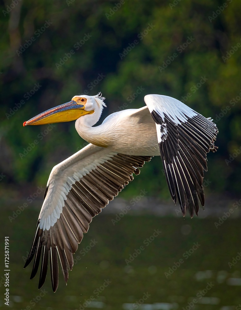 Fototapeta premium Majestic pelican in flight