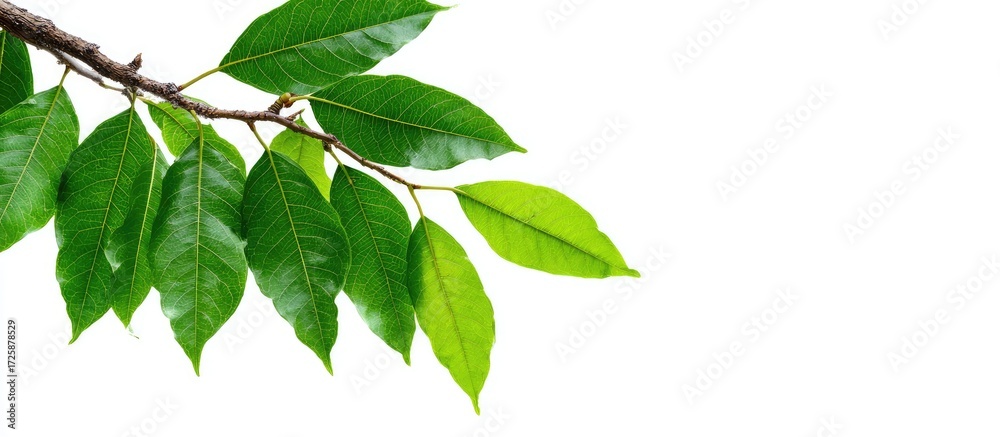 Naklejka premium Lush green leaves on a branch against a white background (3)