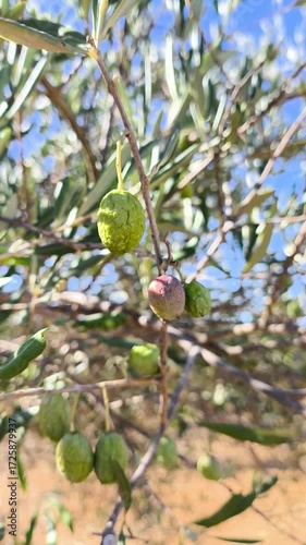 Aceituna seca por falta de lluvias
