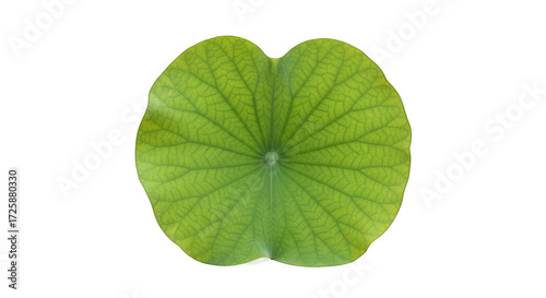 Schilderij op canvas Vibrant Green Lotus Leaf with Detailed Veins Isolated on Black Background