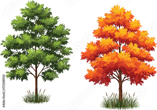 Tree comparison illustration, green foliage and orange leaf trees side by side with grassy base, cad drawing flat vector illustration