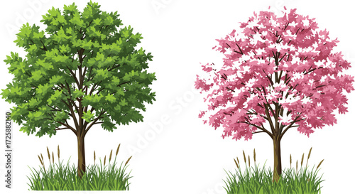 Tree comparison illustration, green foliage and pink blossom trees side by side with grassy base, cad drawing flat vector illustration