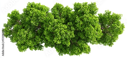 Dense cluster of lush green trees viewed from above