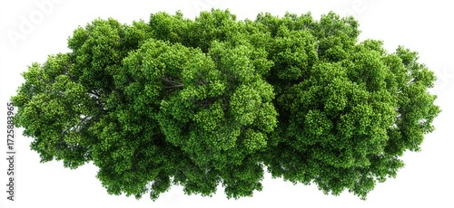 Overhead view of lush green foliage