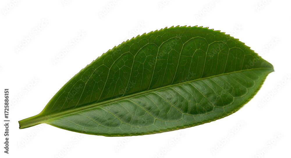 Obraz premium Vibrant Green Leaf Showcasing Detailed Veins on a Solid Black Backdrop