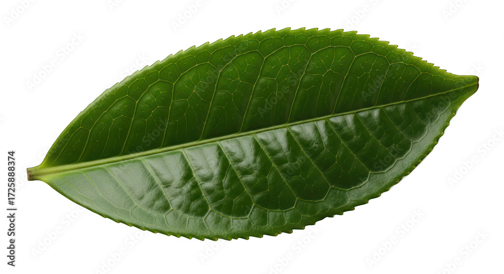 Fototapeta premium Vibrant Green Leaf Displaying Intricate Vein Patterns Against Black
